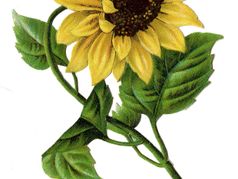 Sunflower Antiques