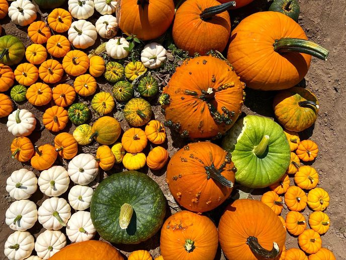 BLOG: A Seasonal Feast: Autumn Attractions in Camarillo